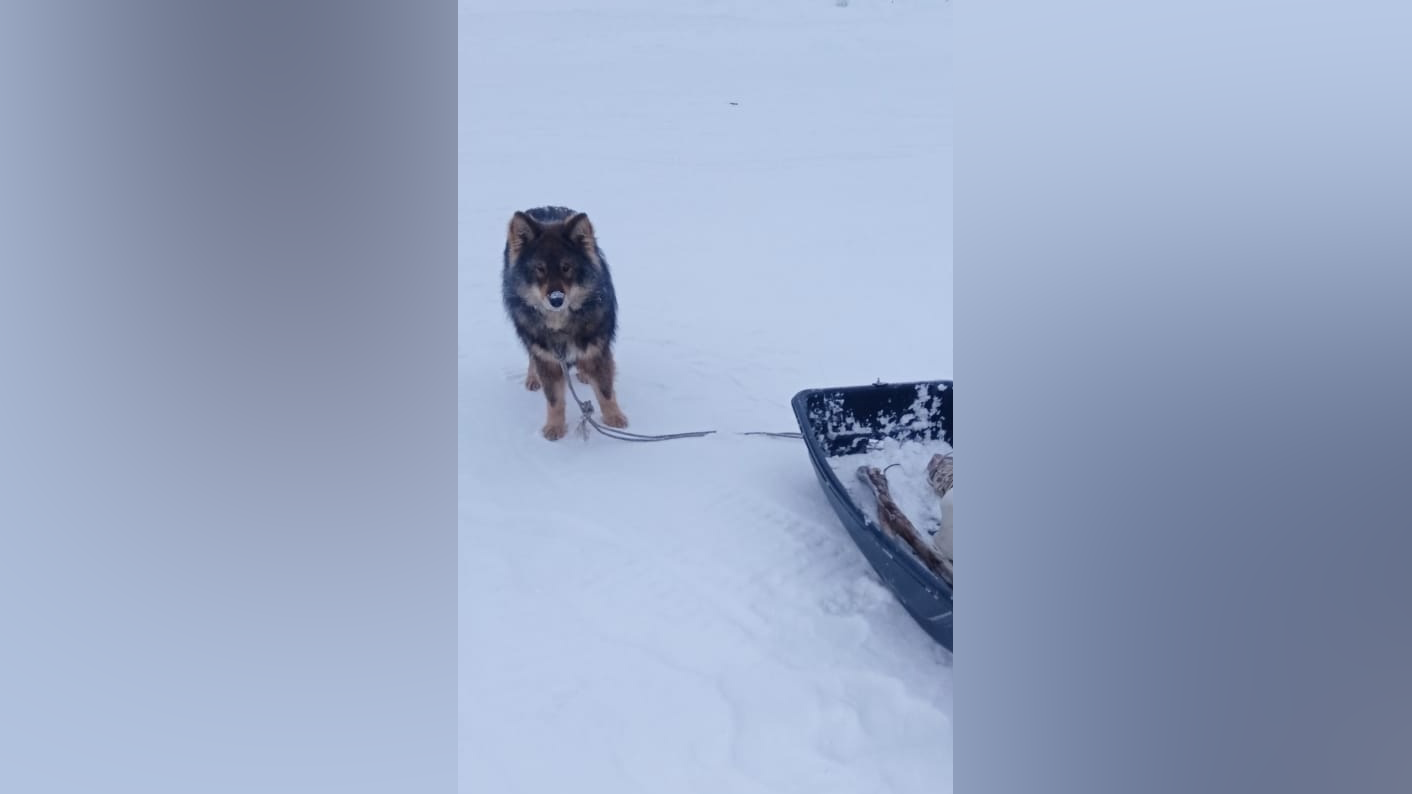 В Якутии собака привела спасателей к хозяину-рыбаку, не дав ему умереть на льду