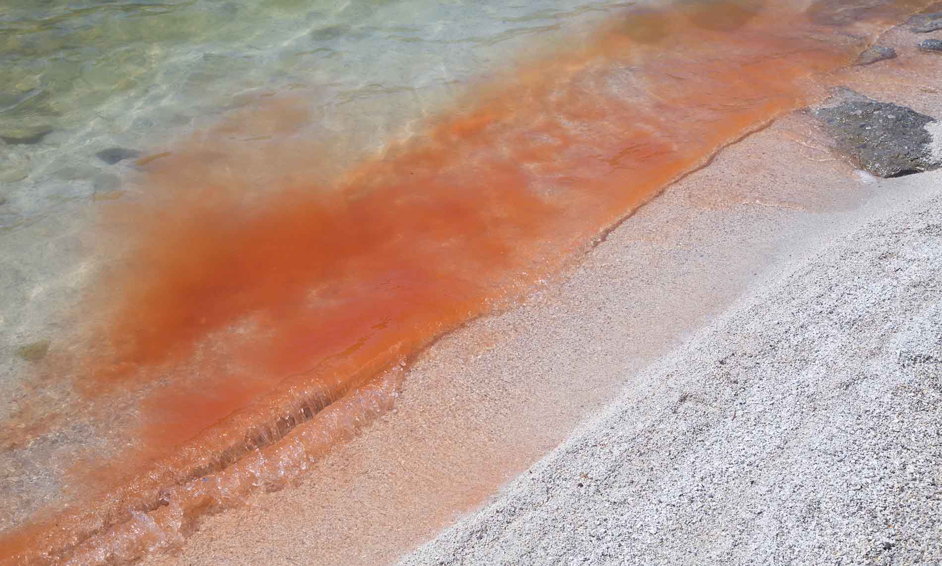 Красная вода в озере на Курилах оказалась множеством микроскопических рачков