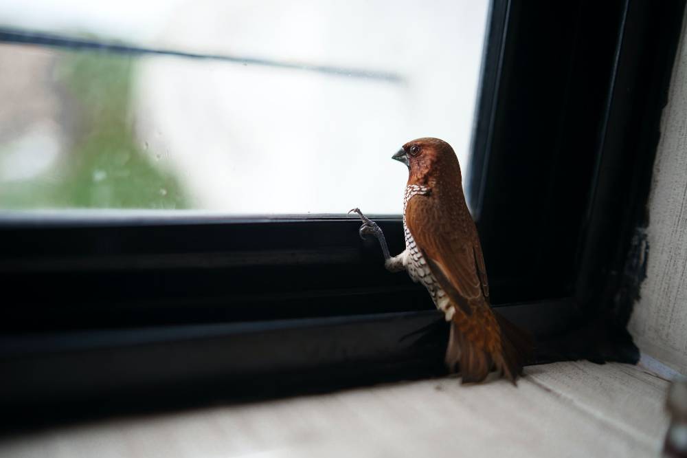 Столкновения с окнами и ограждениями оказались одной из основных причин гибели птиц