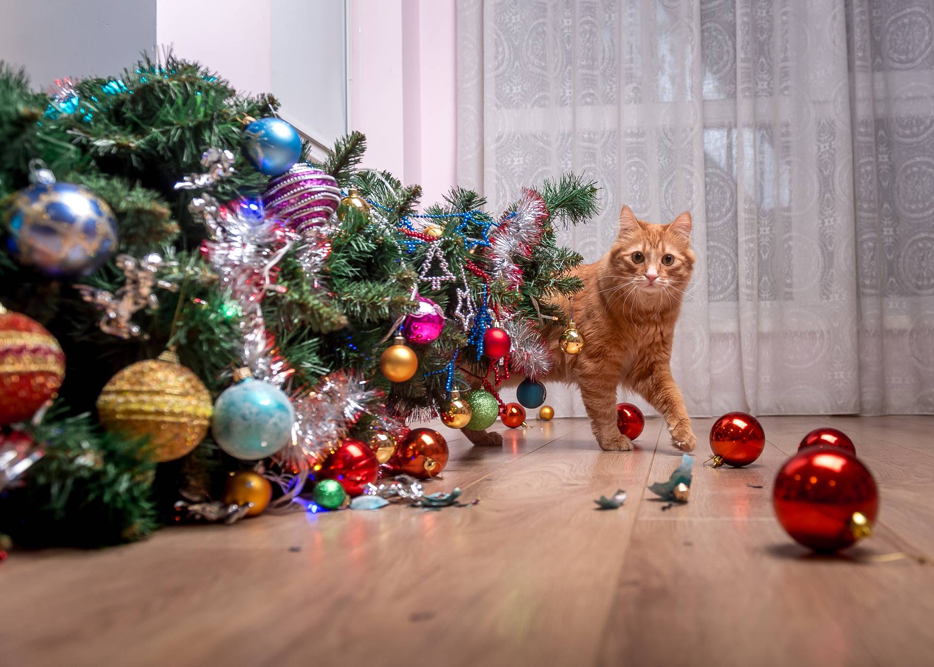Россиянам объяснили, почему котам нравится ронять новогодние ёлки и как с этим бороться