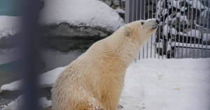 В Московском зоопарке объяснили, почему у медведя Диксона желтоватая шерсть