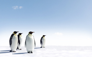Стало известно, к какому году могут исчезнуть императорские пингвины