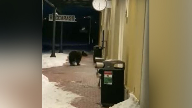 Настырный медведь-сладкоежка снова разгуливает в Роккаразо. Фото © Daily Mirror