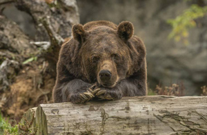 Медведь-сладкоежка, которого выгнали с курорта за воровство еды, прошёл 150 км ради печенья