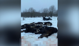 Охотники из Москвы устроили "сафари" в Ярославле и расстреляли в загоне 20 лосей
