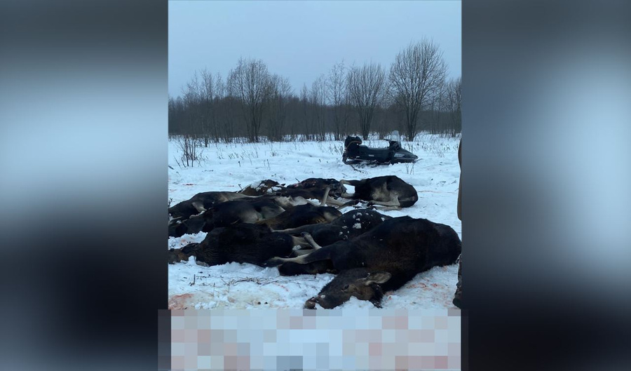 Ярославские браконьеры расстреляли в загоне около 20 лосей и сняли расправу на видео. Обложка © vk.com / Валерий Кузенков