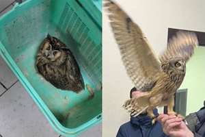 Двух краснокнижных сов спасли из плена уличных фотографов в Москве