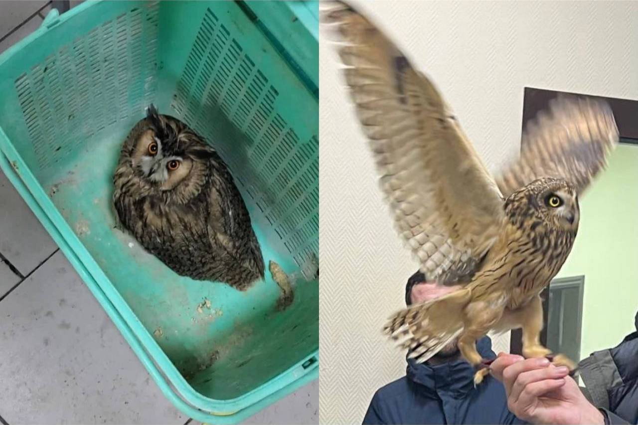 Двух краснокнижных сов спасли из плена уличных фотографов в Москве