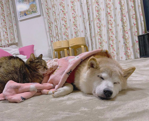 Кабосу с котом. Фото © Instagram (запрещён на территории Российской Федерации) / Kabosumama
