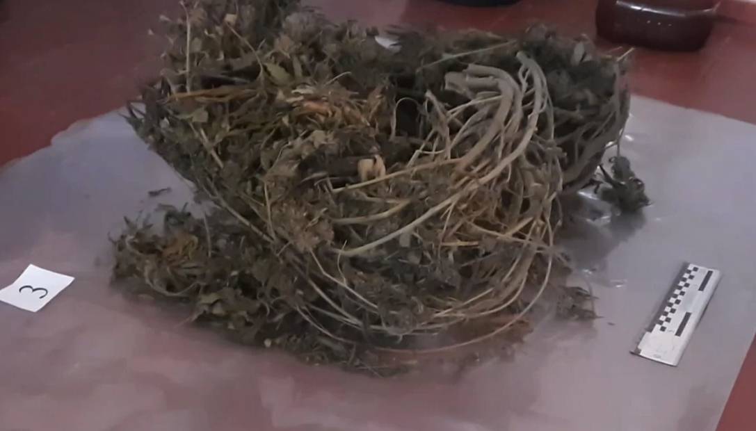 В заброшенном коровнике в Херсонской области нашли 666 килограммов марихуаны