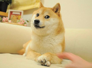 Пользователи Сети организовали сбор денег на лечение мемной собаки Doge
