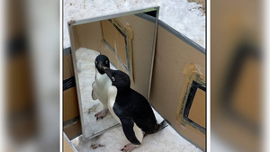 Пингвины оказались куда умнее, чем о них думали