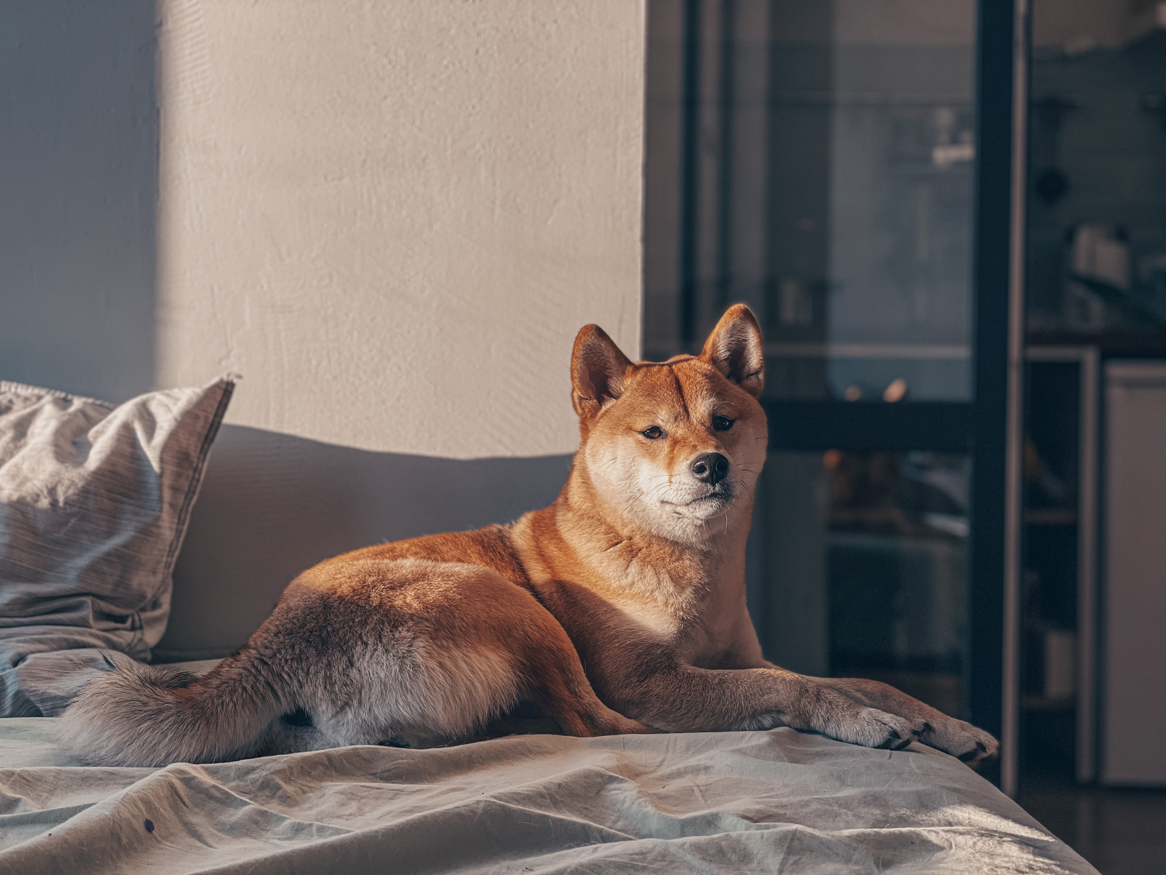 Какая порода собак спокойно переносит одиночество в квартире