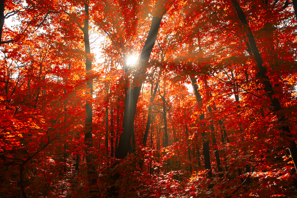 Осенний Красный лес, Краснодарский край. Фото © Shutterstock