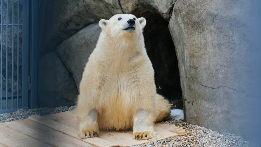 Медведь Диксон. Фото © Московский зоопарк