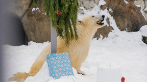 Сосна с яблоками и мясная коробка: В Московском зоопарке сделали вкусный подарок медведю Диксону