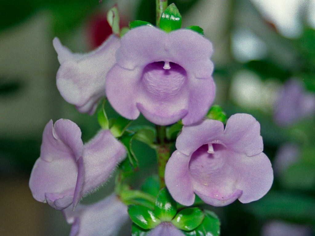 Необычный цветок глоксиния принесёт счастье в дом, так ещё и материальные желания исполнит. Фото © Wikimedia Commons / Hectonichus