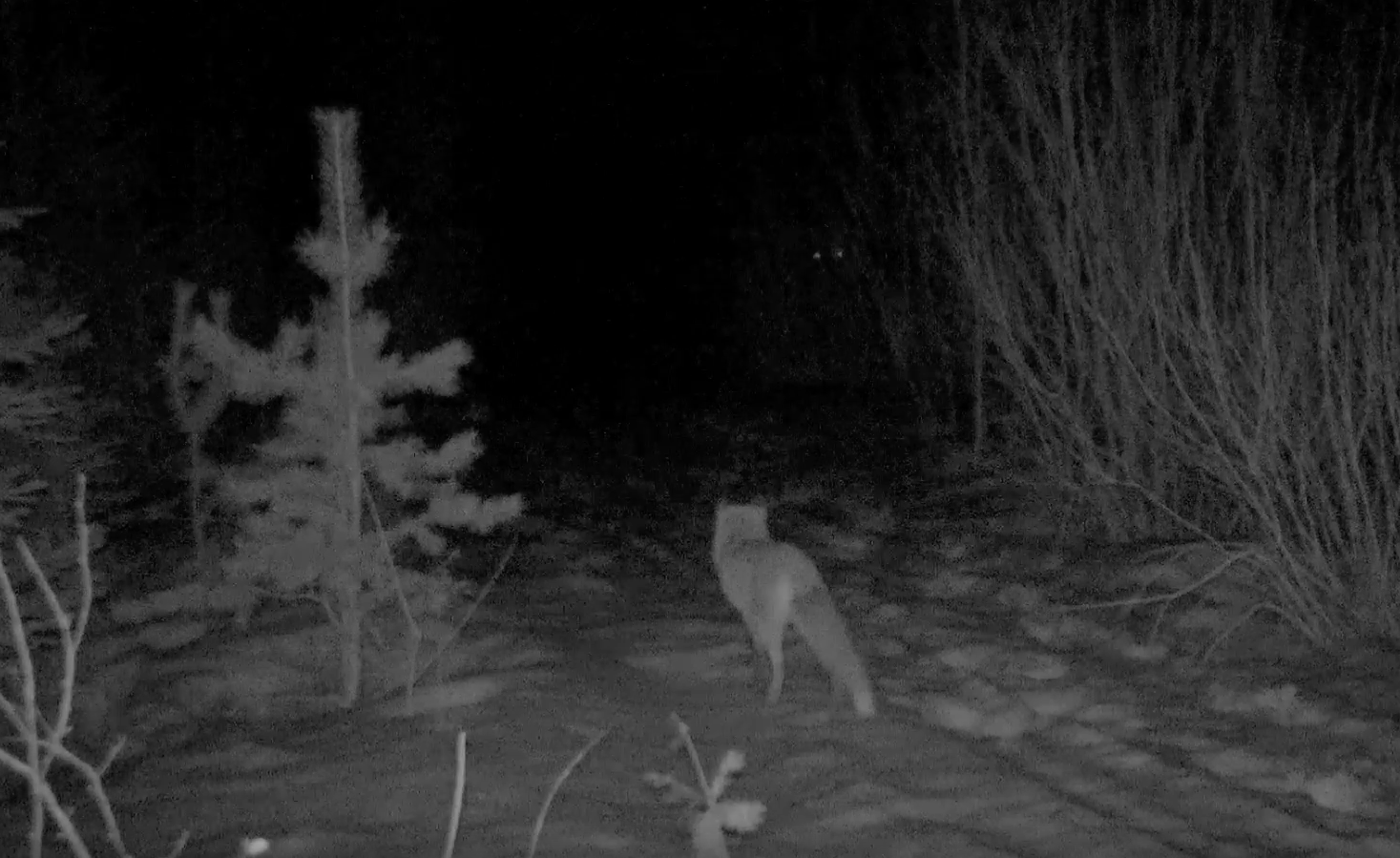 Жуткое видео: В Ленобласти лисицу напугало таинственное "привидение" в темноте