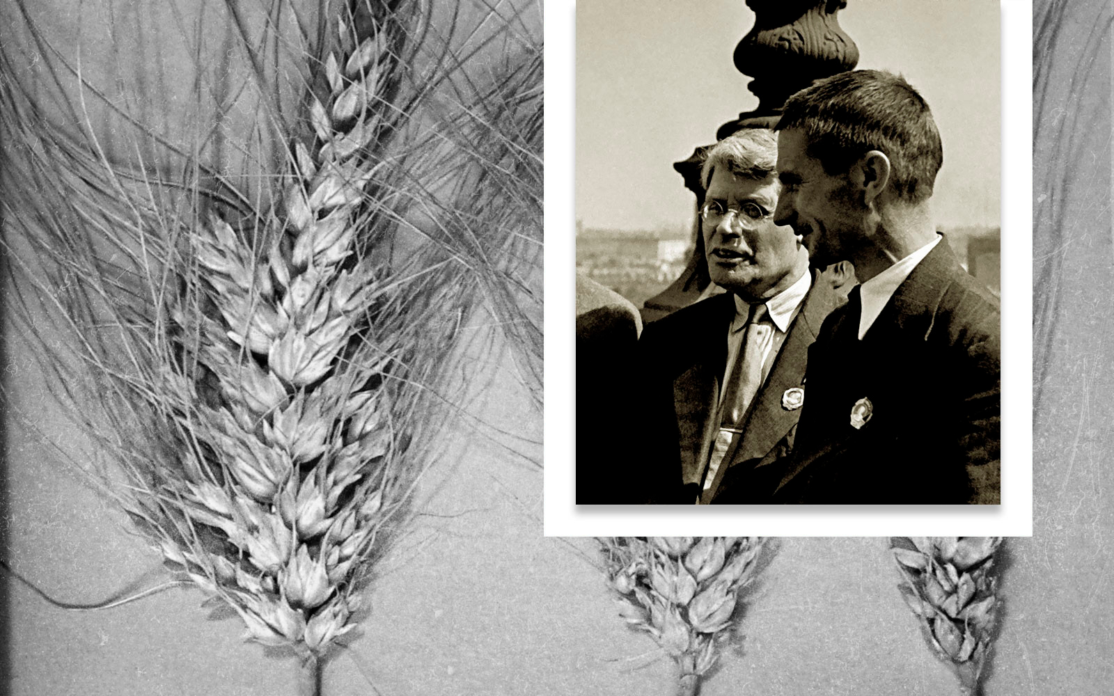 "Ветвистая пшеница". И. М. Губкин и Т. Д. Лысенко в Кремле, 1938 г. Коллаж © LIFE. Фото © Wikipedia