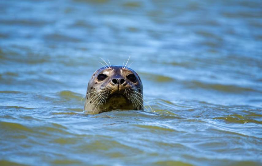 Число погибших на побережье в Дагестане тюленей увеличилось до 1,7 тысячи