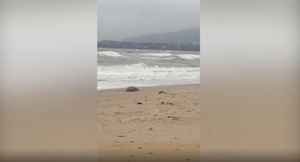 Названа основная версия массовой гибели тюленей на побережье в Дагестане