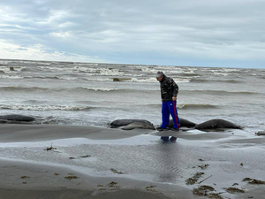В Росприроднадзоре озвучили возможную причину массовой гибели тюленей в Дагестане