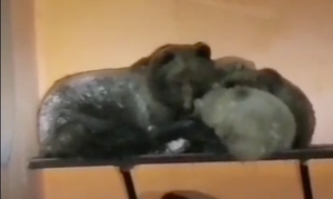 На Камчатке медведица и медвежата не ушли в спячку и обосновались на остановке