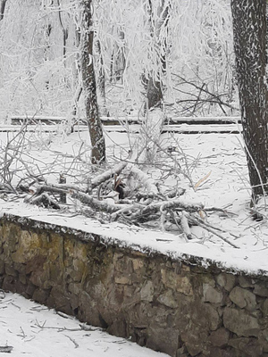 Упавшие обледеневшие деревья в Пятигорске. Фото © Telegram / Ворошилов