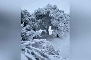 Зимняя сказка: На курортах Кавминвод из-за обледенения деревьев закрыли парки и терренкуры