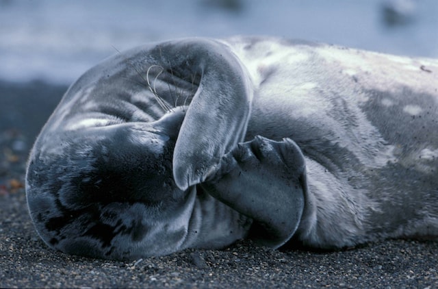 На побережье Каспийского моря в Азербайджане обнаружили 17 мёртвых тюленей