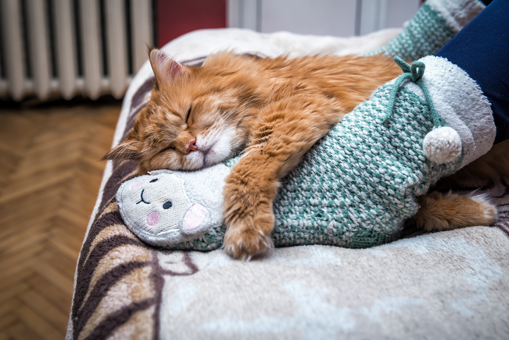 Не только чтобы согреться: Стало известно, почему кошки спят в ногах у хозяина