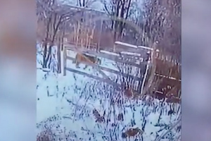 Носящийся по улицам тигр напугал жителей села в Хабаровском крае