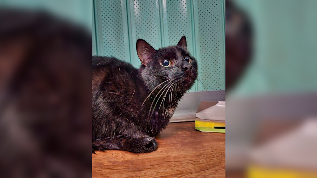 В московском метро нашли забытого чёрного кота