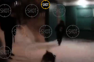 Видео 18+: Стрельба полицейского по растерзавшему чихуа-хуа стаффорду в Москве попала на видео