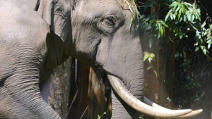 Турист в Уганде решил сходить в туалет на сафари и был затоптан слоном