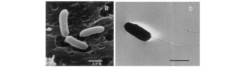 Бактерии рода Acidiphilium. Фото © researchgate.net / N. Wakao