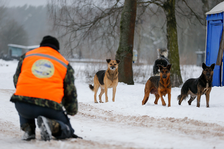 <p>Отлов бездомных собак общественной организацией "Право на жизнь" в Калининграде © ТАСС / Виталий Невар</p>
