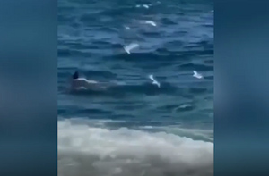 Жуткое видео: Белая акула растерзала ныряльщика на глазах у отдыхающих в Сиднее