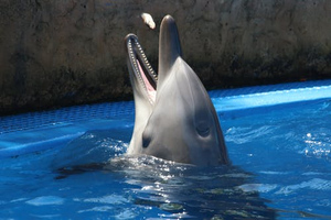 Эксперт Григоренко объяснила, как дельфины могут помочь после ковида