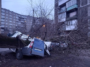 Ураган в Калининграде повалил более 80 деревьев и повредил около 15 автомобилей