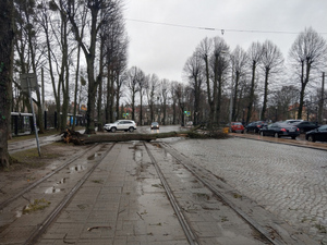 Последствия шторма в Калининграде. Фото © VK / Погода и метеоявления в Калининградской области