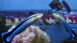 Прошли "зеркальный тест": Эксперимент показал, что у рыб может быть самосознание