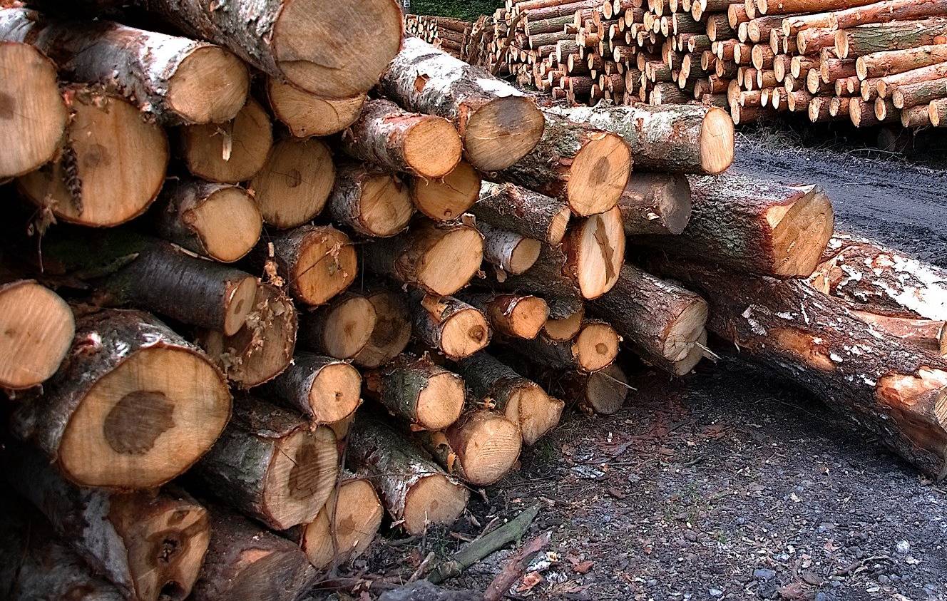 Премьер Белоруссии заявил о возможной приостановке экспорта древесины в Литву