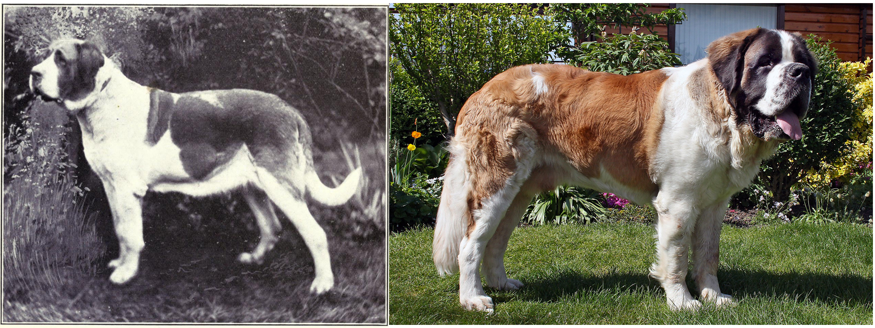 Сенбернар (слева — 1915г., справа — современный стандарт).  Фото © Internet Archive / W. E. Mason - Dogs of all Nations, © Wikipedia / Blanky