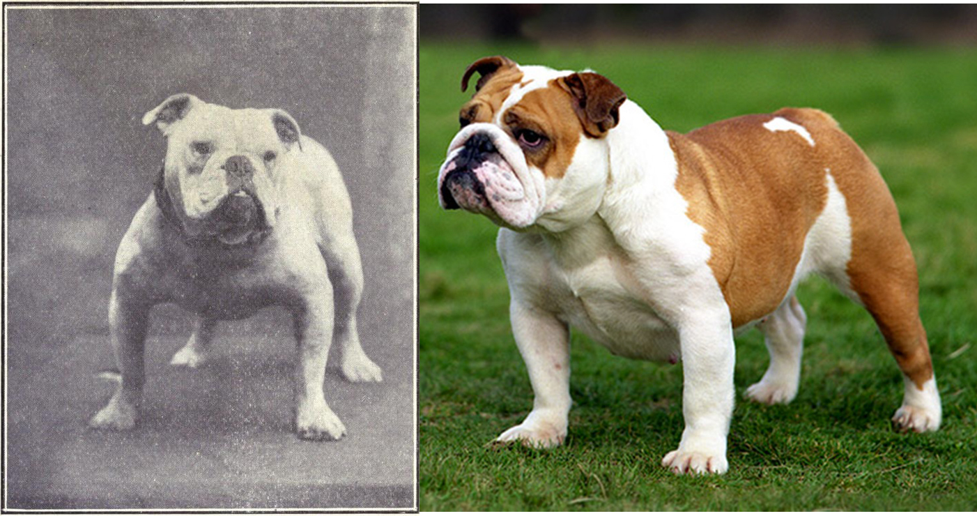 Английский бульдог (слева — 1915г., справа — современный стандарт).  Фото © Internet Archive / W. E. Mason - Dogs of all Nations, © Wikipedia / Ultimoribelle