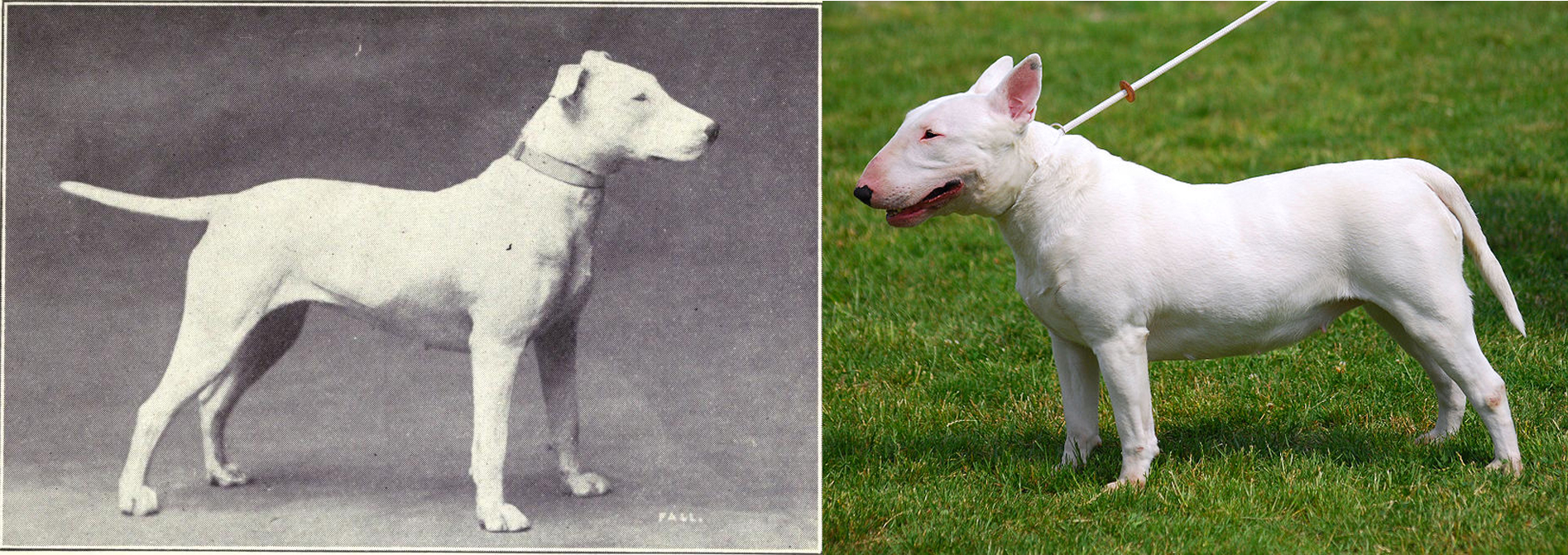 Бультерьер (слева — 1915г., справа — современный стандарт). Фото © Internet Archive / W. E. Mason - Dogs of all Nations, © Wikipedia / Lilly M