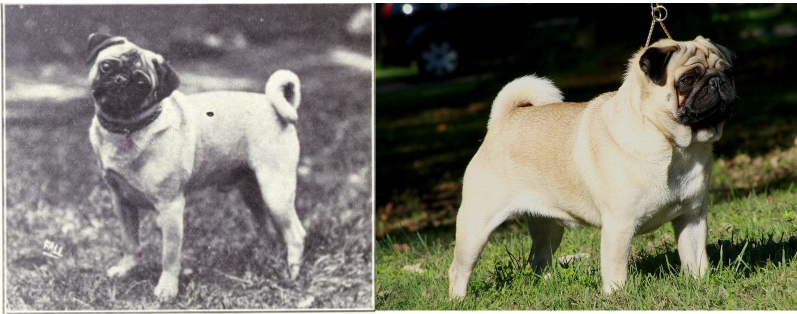 Мопс (слева — 1915г., справа — современный стандарт).  Фото © Internet Archive / W. E. Mason - Dogs of all Nations, © Wikipedia / Xidrep