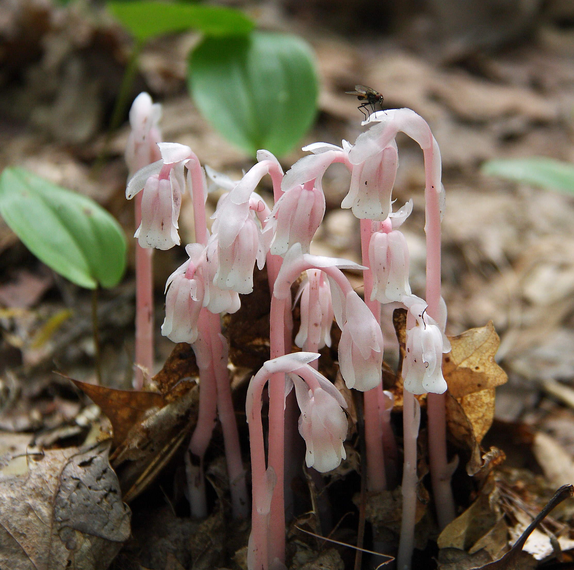 Растение Monotropa uniflora, паразитирующее на грибах. Фото © Wikipedia / Magellan nh