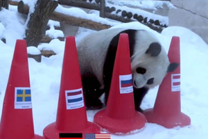 Медведи-оракулы: Московские панды Жуи и Диндин предсказали итоги Олимпиады в Пекине