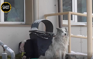 Кемеровского Хатико назвали "псом-талисманом" ковидной больницы, где умер его хозяин